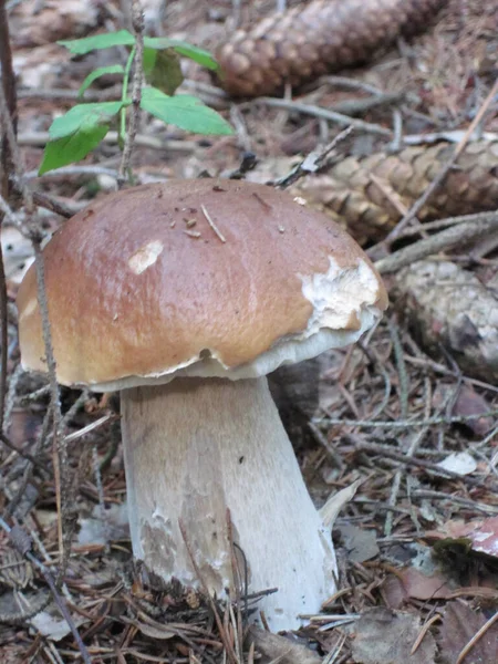 Fungo Nella Foresta Nella Repubblica Ceca — Foto Stock