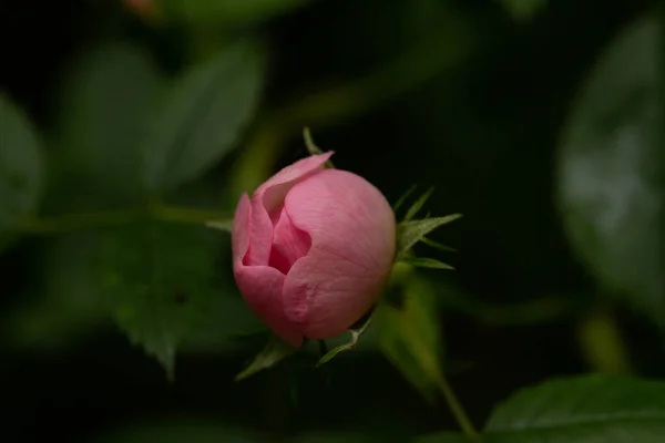 Macro Immagine Fiori Sotto Pioggia Gocce Acqua Nella Repubblica Ceca — Foto Stock