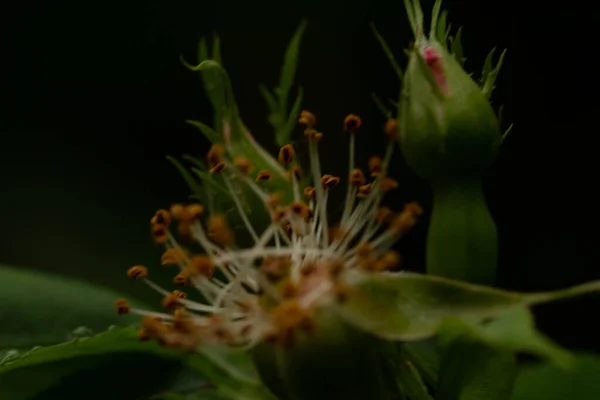 Macro Imagen Flores Bajo Lluvia Gotas Agua República Checa Primavera —  Fotos de Stock