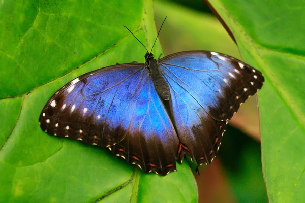 Έγχρωμη Μακροεντολή Φωτογραφία Μιας Εξωτικής Πεταλούδας Στο Τροπικό Δάσος Μια — Φωτογραφία Αρχείου