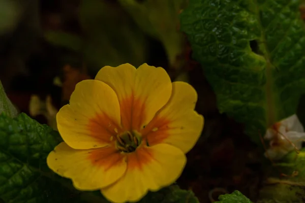 Färg Makro Foto Exotisk Fjäril Regnskogen Solig Dag Berget — Stockfoto