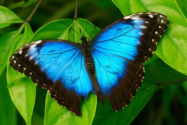 Color Macro Foto Una Mariposa Exótica Selva Tropical Día Soleado — Foto de Stock
