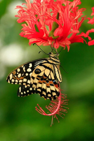 Macro Photo Couleur Papillon Exotique Dans Forêt Tropicale Par Une — Photo