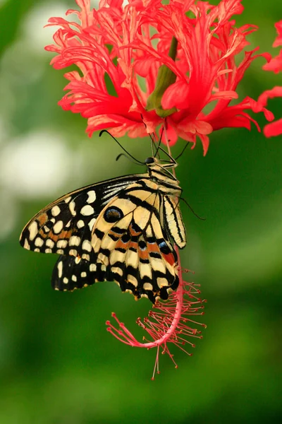 Cor Foto Macro Uma Borboleta Exótica Floresta Tropical Dia Ensolarado — Fotografia de Stock