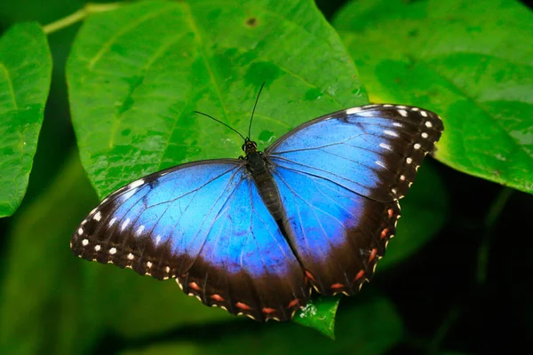Color Macro Photo Exotic Butterfly Rainforest Sunny Day Mountain — Stock Photo, Image