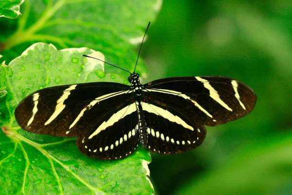 Macro Photo Couleur Papillon Exotique Dans Forêt Tropicale Par Une — Photo