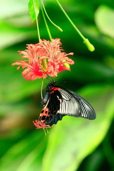 Barevné Makro Fotografie Exotického Motýla Deštném Pralese Slunečného Dne Hoře — Stock fotografie