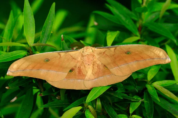 在阳光灿烂的高山上的热带雨林里 一只奇异蝴蝶的彩色宏观照片 — 图库照片