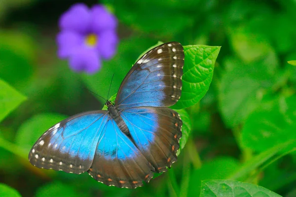 Color Macro Foto Una Mariposa Exótica Selva Tropical Día Soleado — Foto de Stock