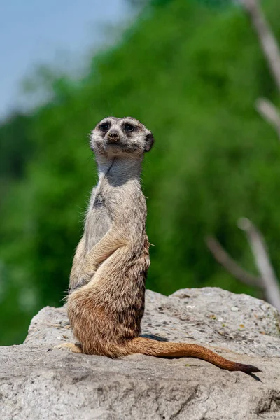 Selvagem Meerkat Uma Grande Pedra Fundo Turvo Por Verde Selva — Fotografia de Stock