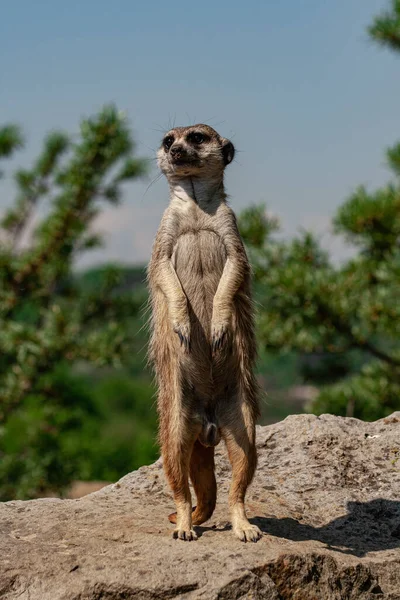 Divoké Meerkat Velkém Kameni Pozadí Rozmazané Zelenou Džunglí Zelené Modré — Stock fotografie