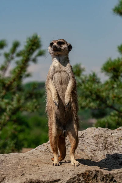 Divoké Meerkat Velkém Kameni Pozadí Rozmazané Zelenou Džunglí Zelené Modré — Stock fotografie