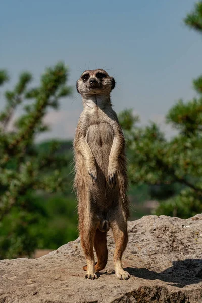 Selvagem Meerkat Uma Grande Pedra Fundo Turvo Por Verde Selva — Fotografia de Stock