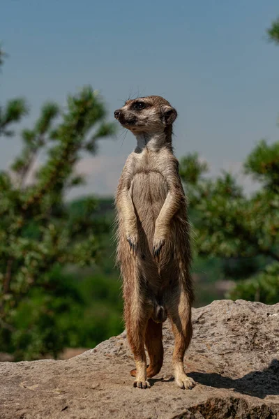 Selvagem Meerkat Uma Grande Pedra Fundo Turvo Por Verde Selva — Fotografia de Stock