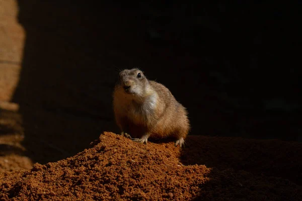 Salvaje Ratoncito Marrón Una Piedra Fondo Oscuro Borroso — Foto de Stock