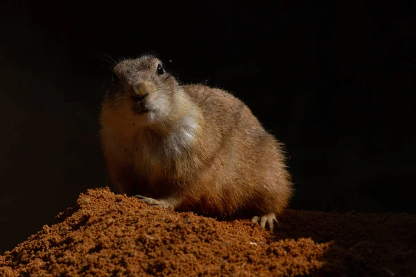 Salvaje Ratoncito Marrón Una Piedra Fondo Oscuro Borroso — Foto de Stock