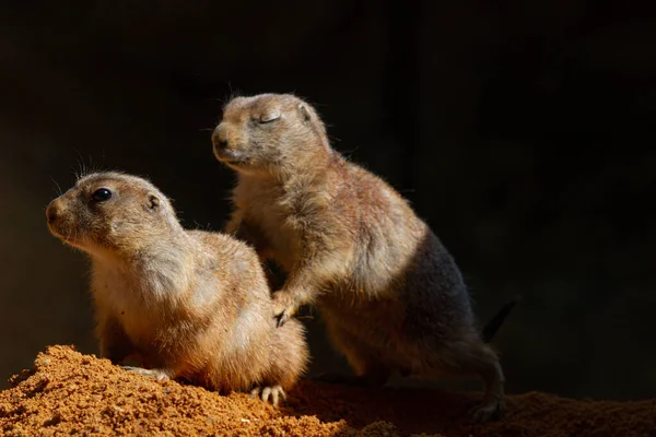 Ella Tenía Ratón Salvaje Una Piedra Naturaleza Con Fondo Borroso — Foto de Stock