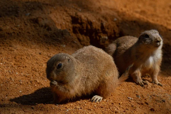 Ella Tenía Ratón Salvaje Una Piedra Naturaleza Con Fondo Borroso — Foto de Stock