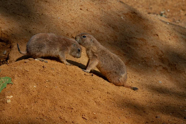 Ella Tenía Ratón Salvaje Una Piedra Naturaleza Con Fondo Borroso — Foto de Stock