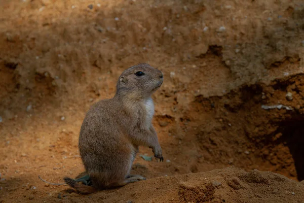 Ella Tenía Ratón Salvaje Una Piedra Naturaleza Con Fondo Borroso — Foto de Stock