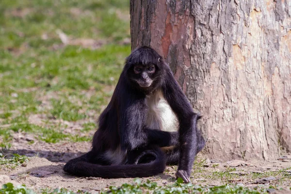 Pequeño Mono Salvaje Blanco Negro Sobre Hierba Verde Desierto Aire —  Fotos de Stock
