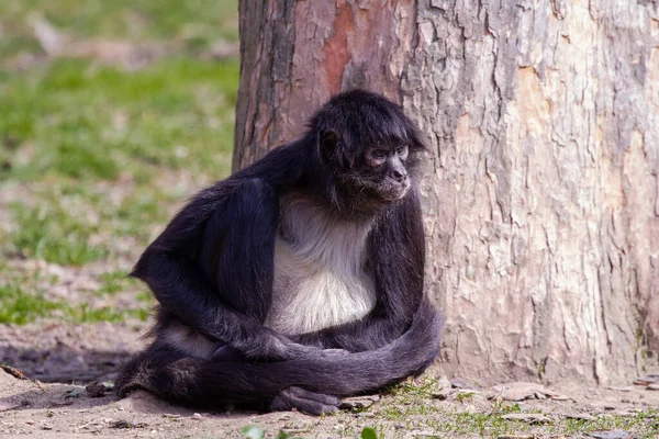 Petit Singe Sauvage Noir Blanc Sur Herbe Verte Dans Désert — Photo