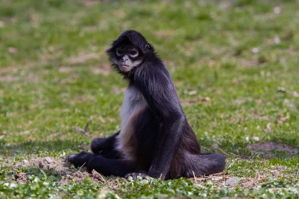 Piccola Scimmia Selvaggia Bianco Nero Erba Verde Nel Deserto All — Foto Stock