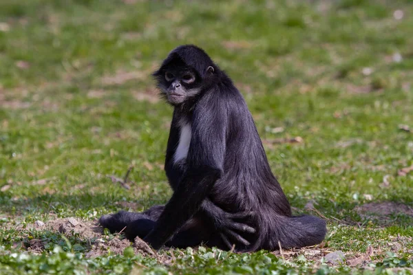 Piccola Scimmia Selvaggia Bianco Nero Erba Verde Nel Deserto All — Foto Stock