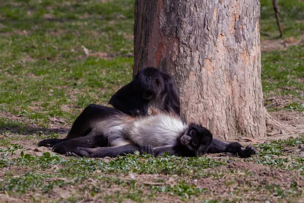 Piccola Scimmia Selvaggia Bianco Nero Erba Verde Nel Deserto All — Foto Stock