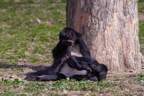 屋外の緑の芝生の上で野生の黒と白の猿 — ストック写真