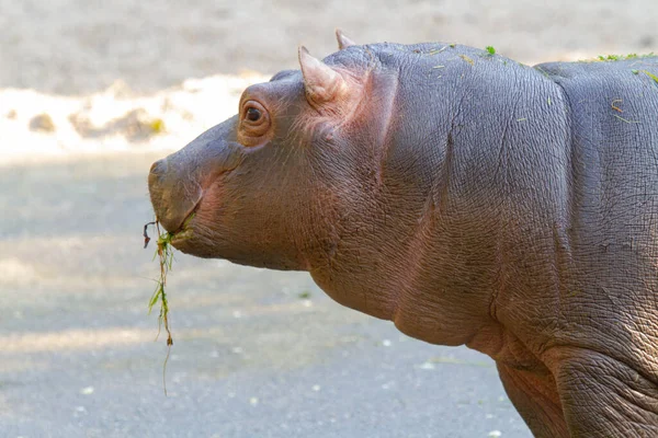 Grande Gordura Selvagem Hipopótamo Pela Água — Fotografia de Stock