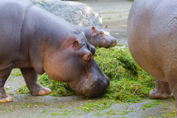 Großes Fettes Wildes Nilpferd Wasser — Stockfoto