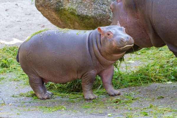 Grande Grasa Salvaje Hipopótamo Por Agua —  Fotos de Stock