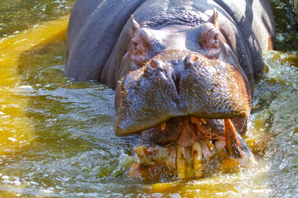 Grande Gordura Selvagem Hipopótamo Pela Água — Fotografia de Stock
