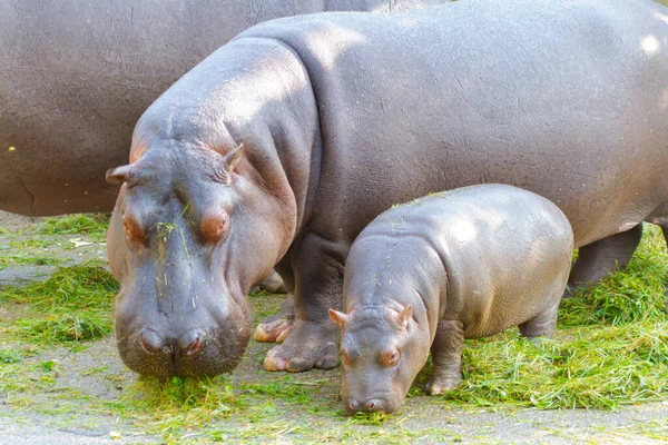 Gros Graisse Sauvage Hippo Par Eau — Photo