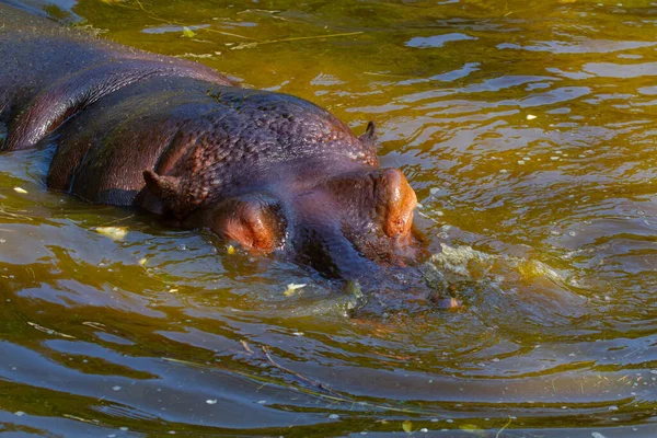 Grande Grasa Salvaje Hipopótamo Por Agua —  Fotos de Stock