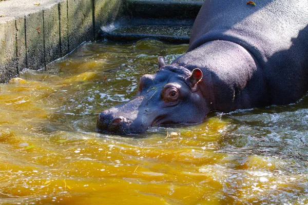 Stor Fet Vild Flodhäst Vid Vattnet — Stockfoto