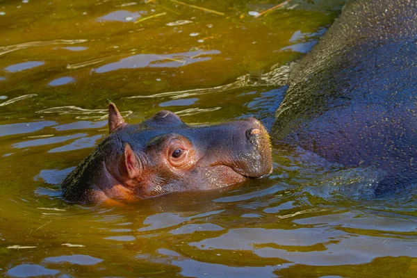 Grande Grasa Salvaje Hipopótamo Por Agua —  Fotos de Stock