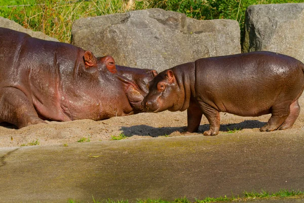 Big Fat Wild Hippo Water — Stock Photo, Image