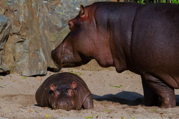 Gros Graisse Sauvage Hippo Par Eau — Photo