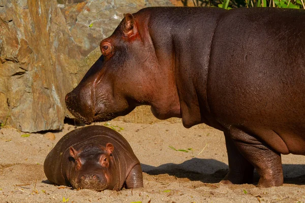 Großes Fettes Wildes Nilpferd Wasser — Stockfoto