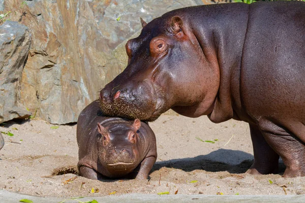 Grande Gordura Selvagem Hipopótamo Pela Água — Fotografia de Stock