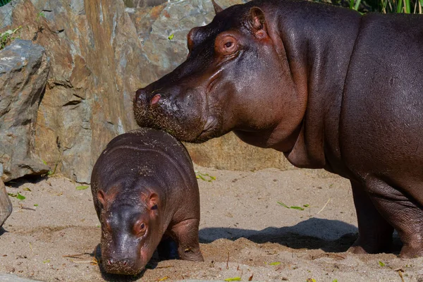 Gros Graisse Sauvage Hippo Par Eau — Photo