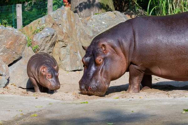 Großes Fettes Wildes Nilpferd Wasser — Stockfoto