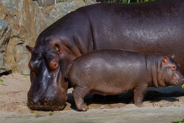 Großes Fettes Wildes Nilpferd Wasser — Stockfoto