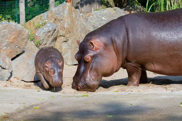 Großes Fettes Wildes Nilpferd Wasser — Stockfoto