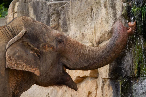 Elefante Grande Jugando Con Tronco — Foto de Stock
