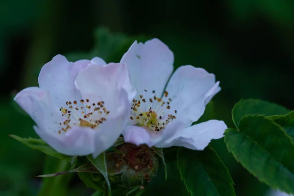 Macro Photo Blooming Flower Plant — Stock Photo, Image