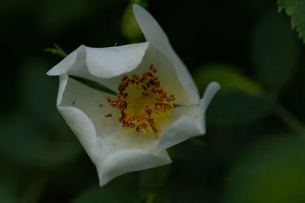 Makro Zdjęcie Kwitnącego Kwiatu Roślinie — Zdjęcie stockowe