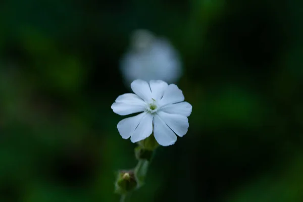 Macro Foto Una Flor Flor Una Planta —  Fotos de Stock